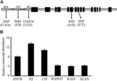 Rice Soluble Starch Synthase I: Allelic Variation, Expression, Function, and Interaction With Waxy